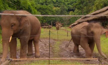 Elephants learn to work together