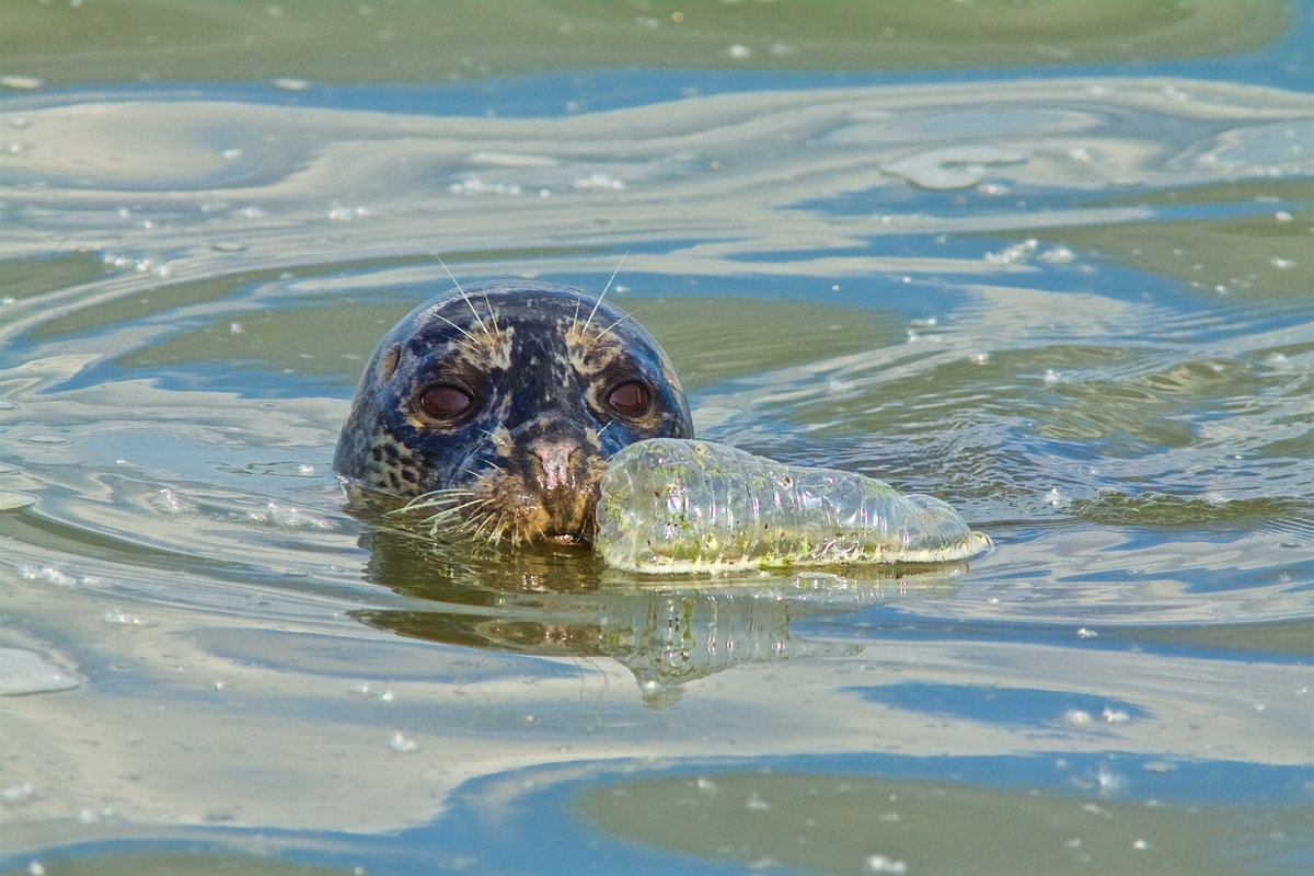 A Plastic Ocean: a film review