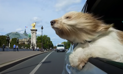 Why dogs stick their heads out of car windows