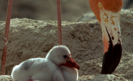 How baby flamingos become pink