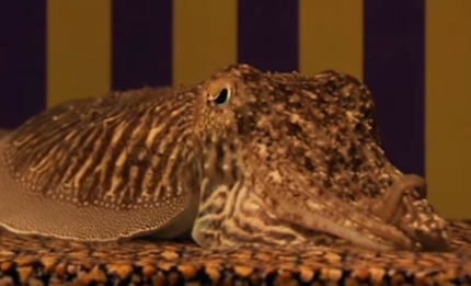 Can a cuttlefish disappear in a living room?